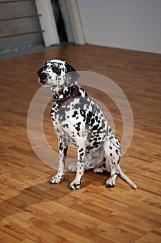 Dalmatian