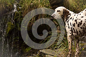 Dalmatian