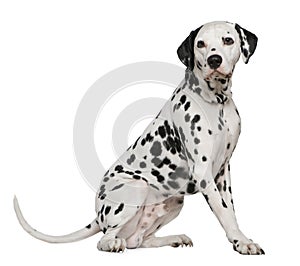 Dalmatian, 4 years old