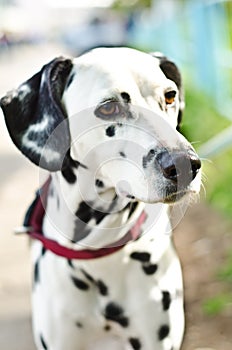 Dalmatian