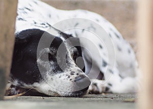 Dalmatian