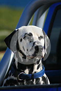 Dalmatian
