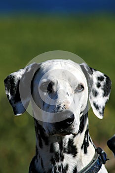 Dalmatian