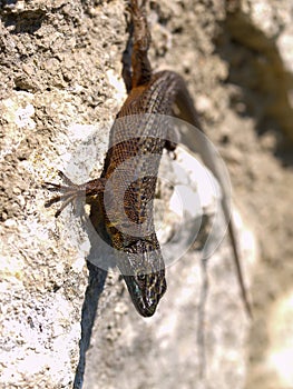 Dalmatian algyroides, Algyroides nigropunctatus