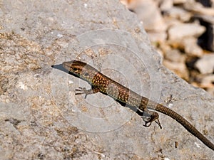 Dalmatian algyroides, Algyroides nigropunctatus