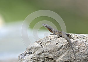 Dalmatian Algyroides, Greece