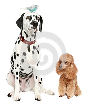 Dalmatian, apricot poodle and wavy parrot