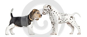 Dalmatian and Beagle puppies getting to know