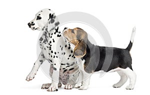 Dalmatian and Beagle puppies playing,