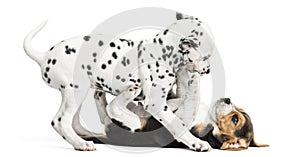 Dalmatian and Beagles puppies playing together