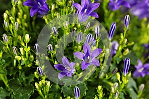 Dalmatian bellflower Campanula portenschlagiana photo