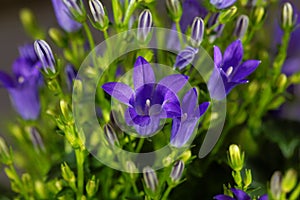 Dalmatian bellflower Campanula portenschlagiana photo