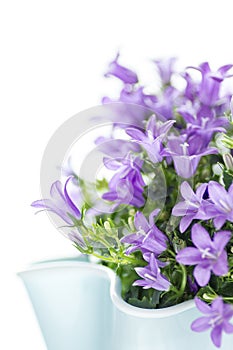 Dalmatian bellflower isolated on white background. Gardening and flower concept