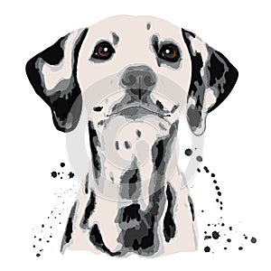 Dalmatian and blots the dog`s head