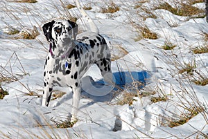 Dalmatian Bodhi in snow