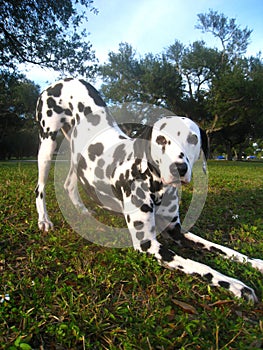 Dalmatian bowing