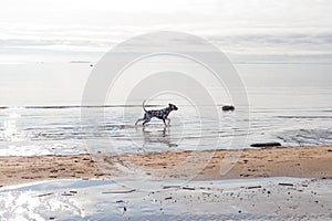 The Dalmatian is a breed of large-sized dog running on beach ,water splashes. brown dalmatian puppy on the beach.A