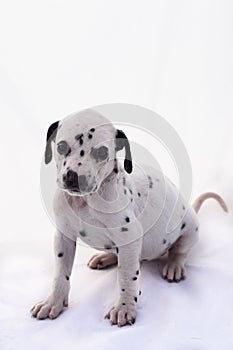 Dalmatian breed puppy dog on white background.