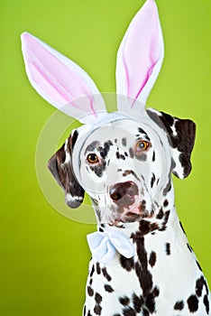 Dalmatian with bunny ears