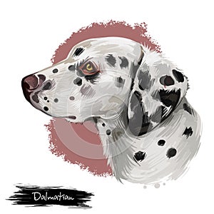 Dalmatian, Carriage Dog, Spotted Coach Dog, Firehouse Dog digital art illustration isolated on white background. Croatian origin