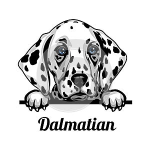 Dalmatian - Color Peeking Dogs - breed face head isolated on white