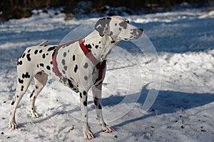 Dalmatian Dog in the Snow photo