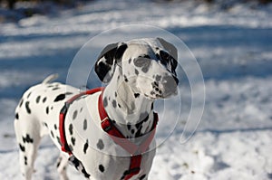 Dalmatian Dog in the Snow photo