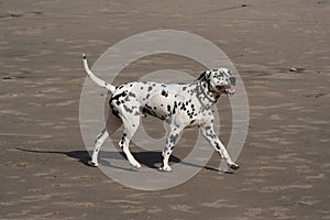 Dalmatian dog