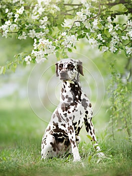 Dalmatian dog