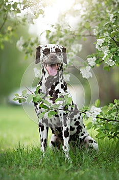 Dalmatian dog