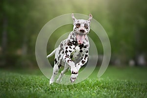 Dalmatian dog