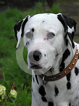 Dalmatian Dog