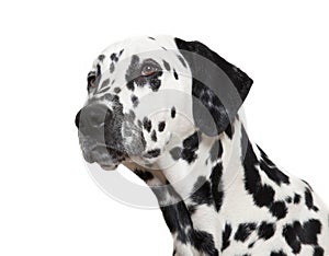 Dalmatian dog