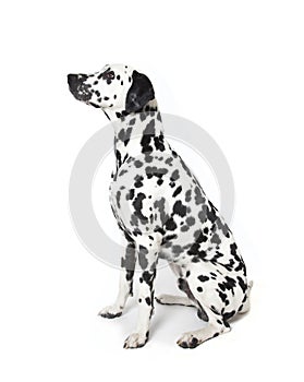 Dalmatian dog