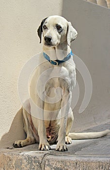 Dalmatian dog