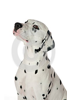 Dalmatian dog