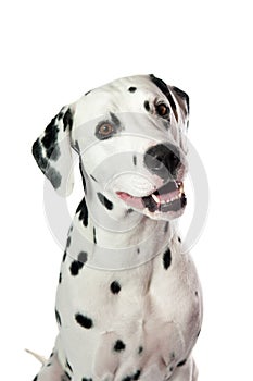 Dalmatian dog