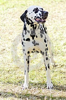 Dalmatian dog