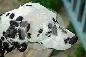 Dalmatian dog