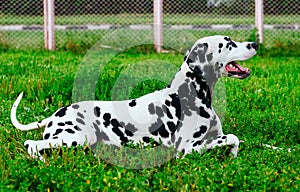 Dalmatian dog