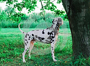 Dalmatian dog