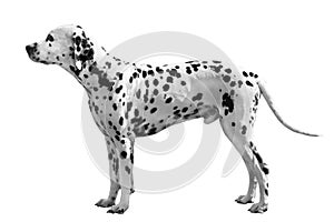 Dalmatian dog