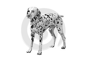 Dalmatian dog