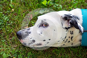 Dalmatian dog