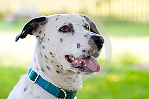 Dalmatian dog