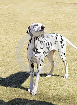 Dalmatian dog