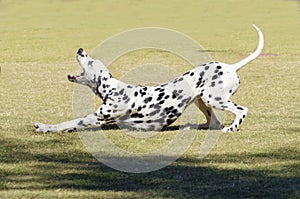 Dalmatian dog