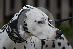 Dalmatian Dog