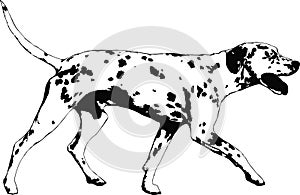 Dalmatian dog