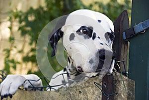 Dalmatian dog